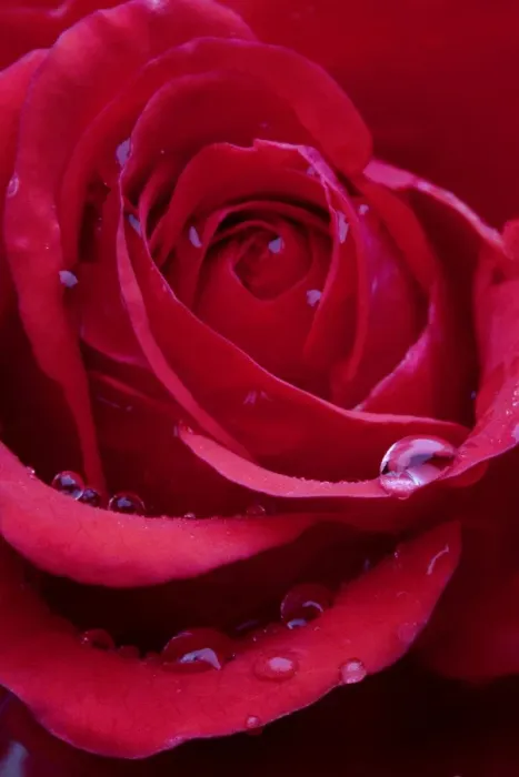 Framed Print : Red Rose - close-up Framed Print : Red Rose - close-up