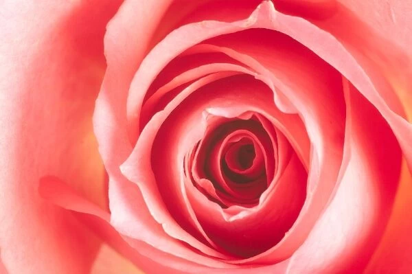 Red Rose Flower Close up