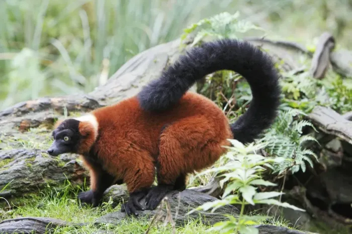 Framed Print : Red Ruffed Lemur - feeding on ground, distribution - Madagascar Framed Print : Red Ruffed Lemur - feeding on ground, distribution - Madagascar