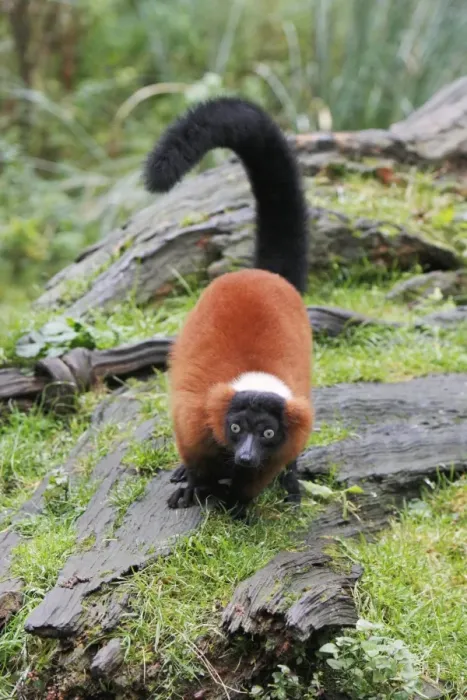 Framed Print : Red Ruffed Lemur - feeding on ground, distribution - Madagascar