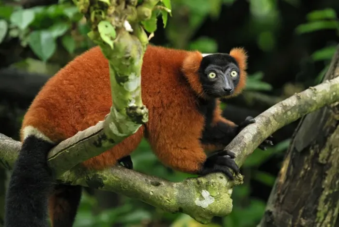 Framed Print : Red ruffed Lemur - Masoala - Madagascar Framed Print : Red ruffed Lemur - Masoala - Madagascar