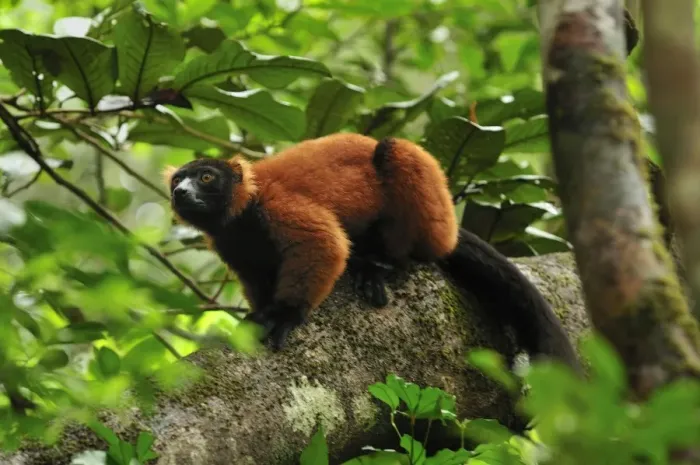 Framed Print : Red Ruffed Lemur - Masoala National Park - Madagascar Framed Print : Red Ruffed Lemur - Masoala National Park - Madagascar
