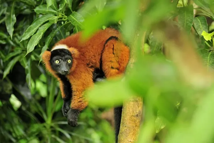 Framed Print : Red Ruffed Lemur - Masoala National Park - Madagascar Framed Print : Red Ruffed Lemur - Masoala National Park - Madagascar