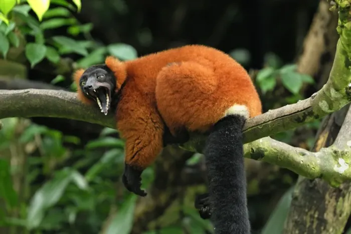 Framed Print : Red ruffed Lemur - resting on branch with mouth wide open - Masoala - Madagascar