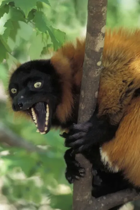 Framed Print : Red Ruffed Lemur TOM 587 Yawning while sitting in tree Varecia variegata ruber © Tom & Pat Leeson / ardea. com Framed Print : Red Ruffed Lemur TOM 587 Yawning while sitting in tree Varecia variegata ruber © Tom & Pat Leeson / ardea. com