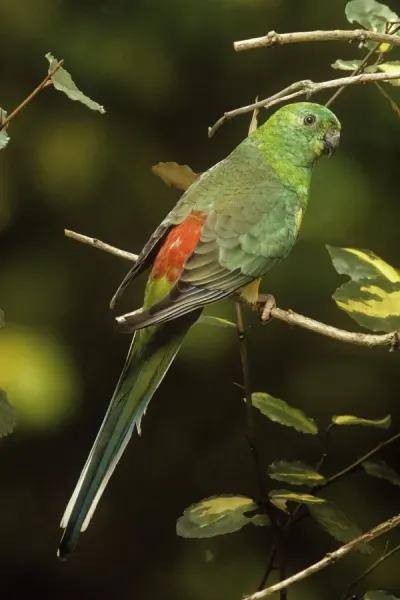 Red-rumped Parrot Print AP-867: Psephotus Art Prints