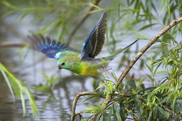 Red-rumped Parrot - adult male takes off from a willow at the shores of the Murray River. It was there to drink - Murray River Basin, Victoria, Australia