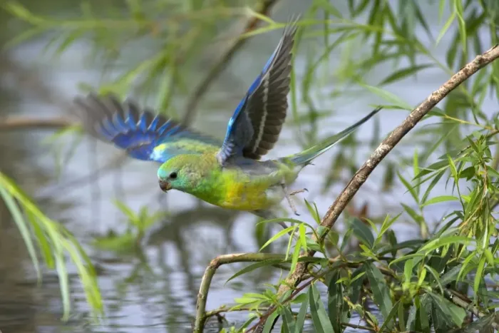 Framed Print : Red-rumped Parrot - adult male takes off from a willow at the shores of the Murray River. It was there to drink - Murray River Basin, Victoria, Australia Framed Print : Red-rumped Parrot - adult male takes off from a willow at the shores of the Murray River. It was there to drink - Murray River Basin, Victoria, Australia
