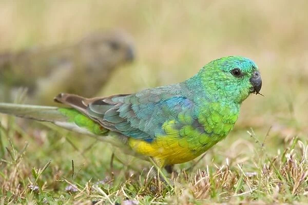 Red-rumped Parrot - male and female feeding on grass - Murray River Basin, Victoria, Australia