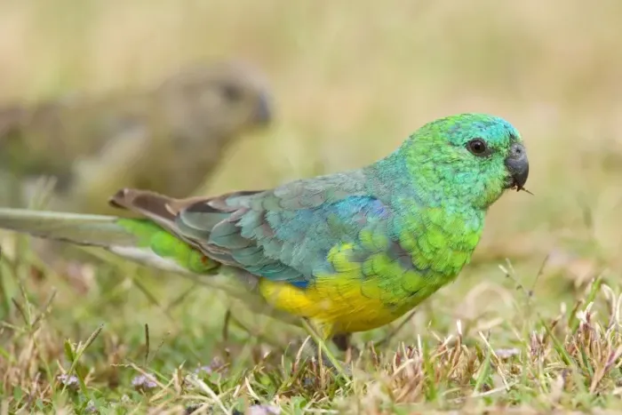 Framed Print : Red-rumped Parrot - male and female feeding on grass - Murray River Basin, Victoria, Australia Framed Print : Red-rumped Parrot - male and female feeding on grass - Murray River Basin, Victoria, Australia