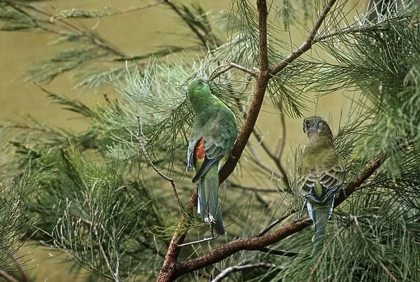 Red-rumped Parrot - In trees - Canberra, Australian Capital Territory, southeastern Australia JPF07774