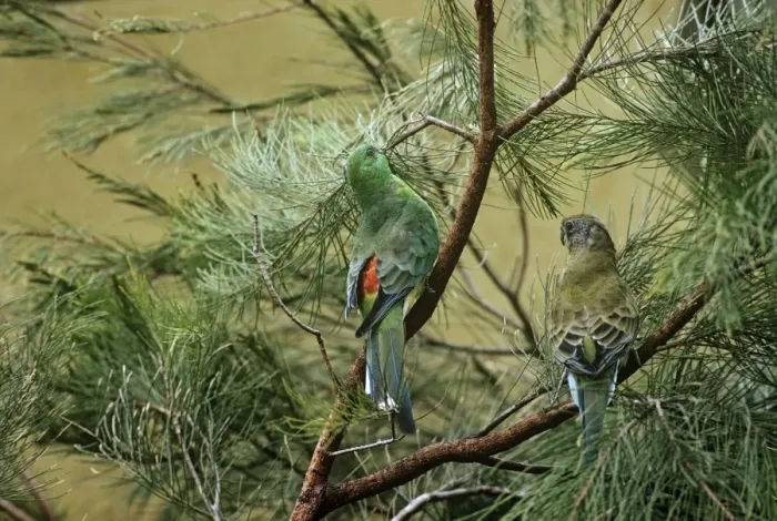 Framed Print : Red-rumped Parrot - In trees - Canberra, Australian Capital Territory, southeastern Australia JPF07774 Framed Print : Red-rumped Parrot - In trees - Canberra, Australian Capital Territory, southeastern Australia JPF07774
