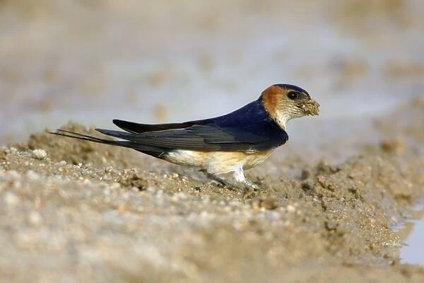 Red-Rumped Swallow - collecting nest material, Alentejo, Portugal
