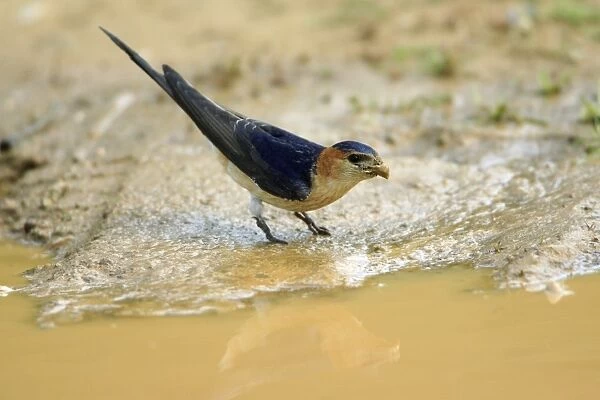 Red-rumped Swallow, collecting nest material, Alentejo, Portugal