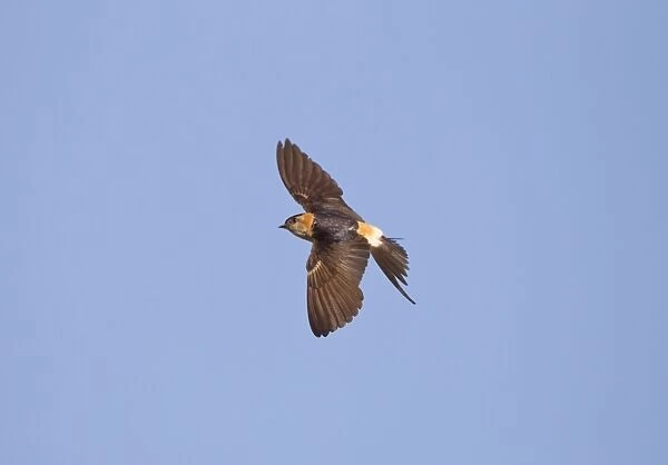 Red-rumped Swallow - in flight - Andalucia - Spain - September
