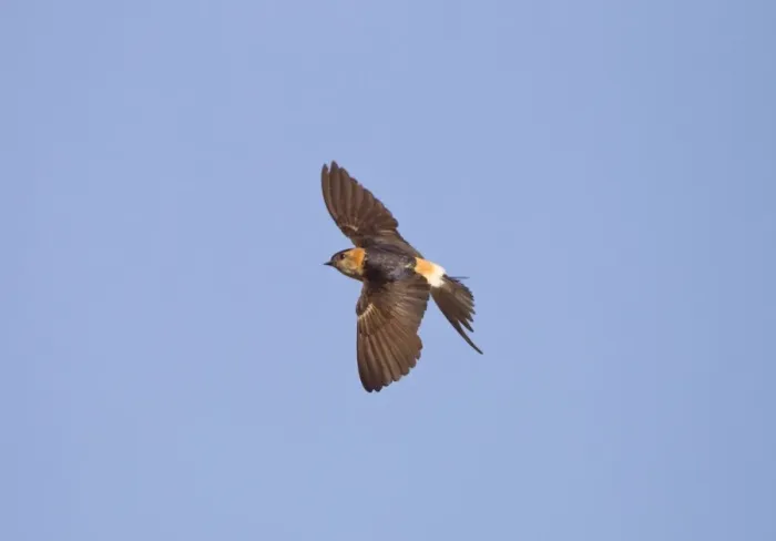 Framed Print : Red-rumped Swallow - in flight - Andalucia - Spain - September Framed Print : Red-rumped Swallow - in flight - Andalucia - Spain - September