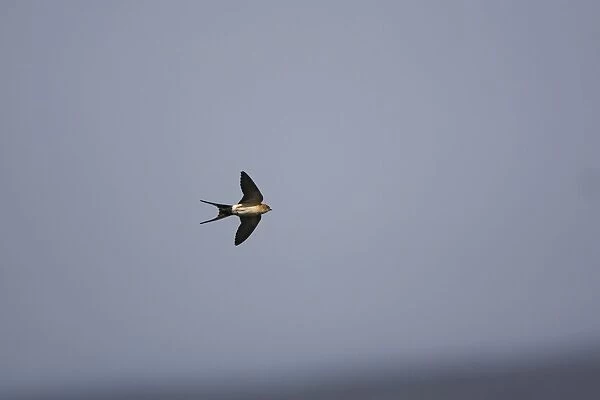 Red rumped Swallow - In flight - Spain April