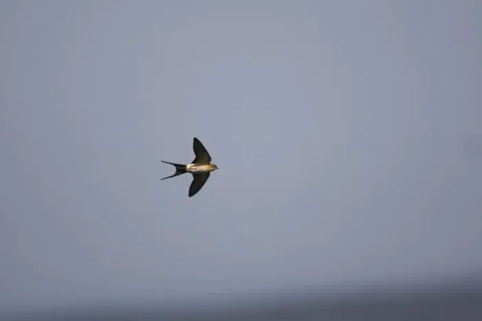 Framed Print : Red rumped Swallow - In flight - Spain April Framed Print : Red rumped Swallow - In flight - Spain April