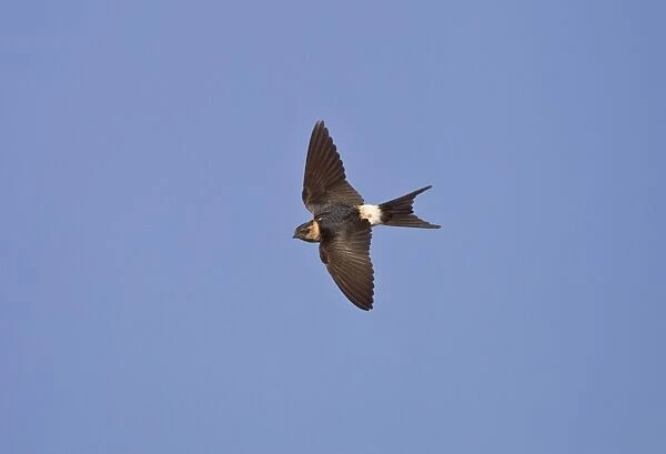 Red-rumped Swallow - juvenile in flight - Andalucia - Spain - September