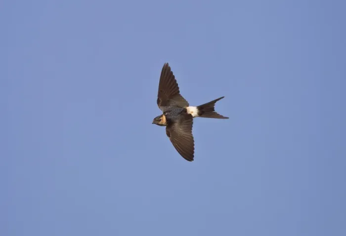 Framed Print : Red-rumped Swallow - juvenile in flight - Andalucia - Spain - September Framed Print : Red-rumped Swallow - juvenile in flight - Andalucia - Spain - September