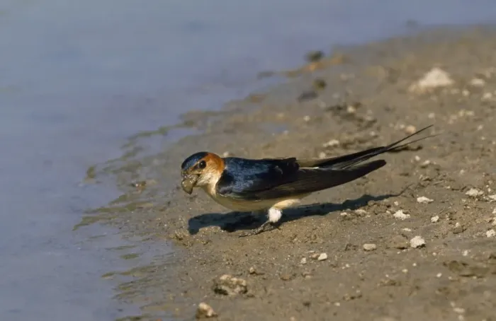 Framed Print : Red-rumped Swallow - mud for building a nest Framed Print : Red-rumped Swallow - mud for building a nest