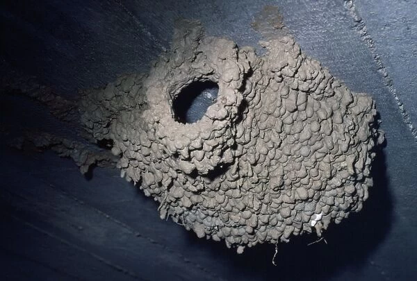 Red-rumped Swallow - nest
