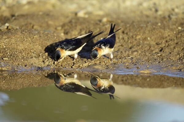 Red-Rumped Swallow - pair at puddle collecting nest material, region of Alentejo, Portugal