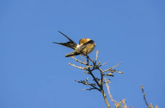 Framed Print : Red-rumped Swallow preening Ronda Spain April Framed Print : Red-rumped Swallow preening Ronda Spain April