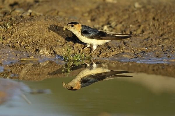 Red-Rumped Swallow - at puddle collecting nest material, region of Alentejo, Portugal