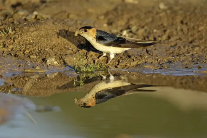 Framed Print : Red-Rumped Swallow - at puddle collecting nest material, region of Alentejo, Portugal Framed Print : Red-Rumped Swallow - at puddle collecting nest material, region of Alentejo, Portugal