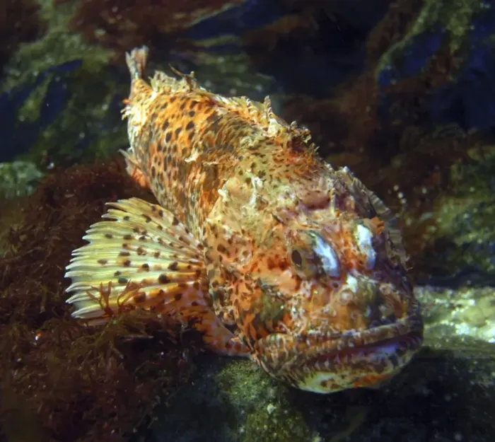 Framed Print : Red Scorpionfish- Mediterranean and east Atlantic Framed Print : Red Scorpionfish- Mediterranean and east Atlantic