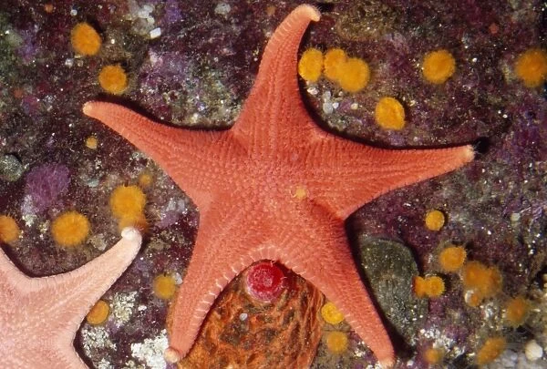 Red Sea Star Monterey Bay, California, USA