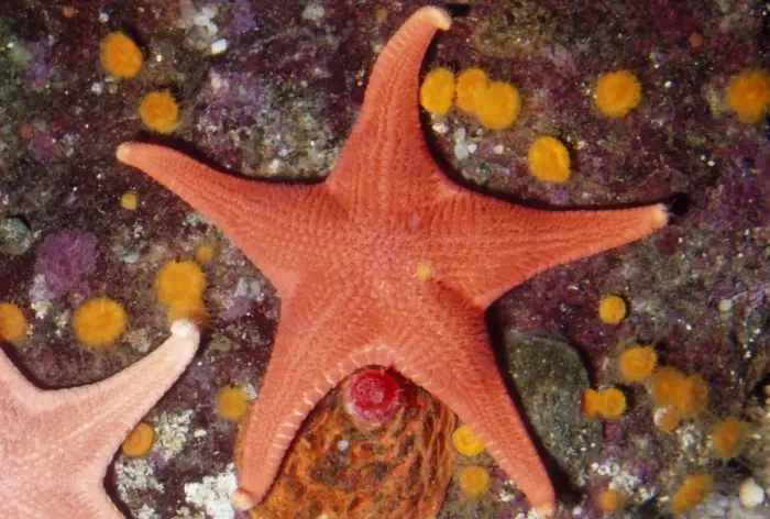 Framed Print : Red Sea Star Monterey Bay, California, USA Framed Print : Red Sea Star Monterey Bay, California, USA