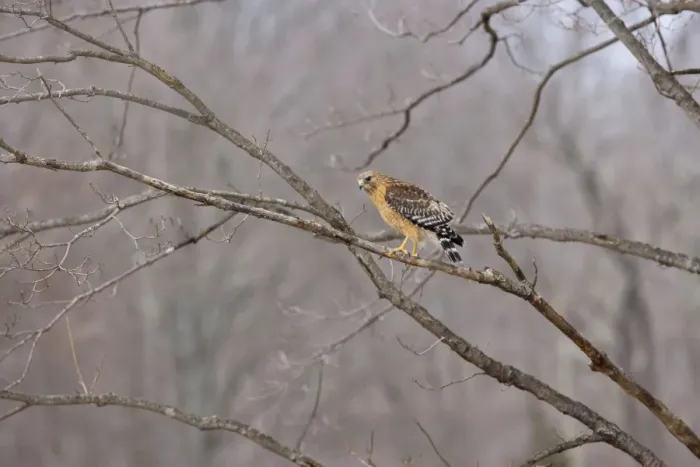 Framed Print : Red-shouldered Hawk - adult bird. CT in March Framed Print : Red-shouldered Hawk - adult bird. CT in March