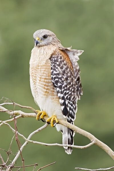 Red-shouldered Hawk - Adult bird with typical paler plumage of southern Red-shoulders - South Central Florida - USA - January