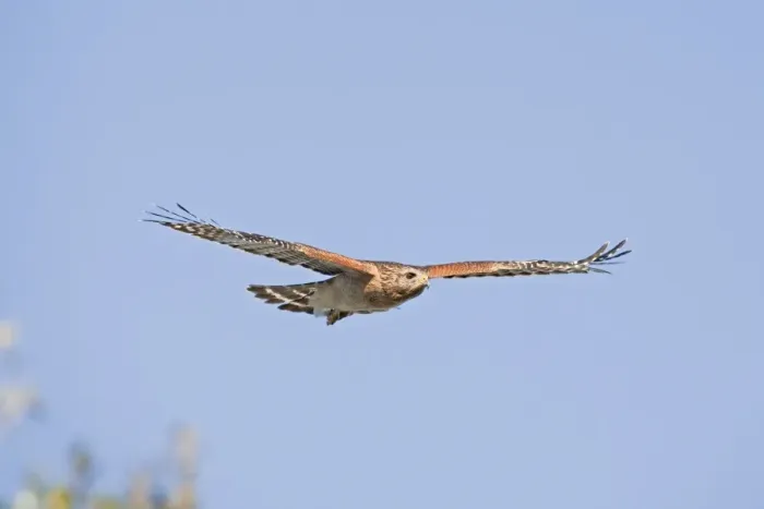 Framed Print : Red-shouldered Hawk - Adult bird with typical paler plumage of southern Red-shoulders - in flight - South Central Florida - USA - January Framed Print : Red-shouldered Hawk - Adult bird with typical paler plumage of southern Red-shoulders - in flight - South Central Florida - USA - January