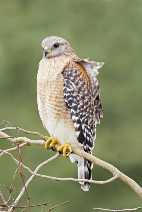 Framed Print : Red-shouldered Hawk - Adult bird with typical paler plumage of southern Red-shoulders - South Central Florida - USA - January Framed Print : Red-shouldered Hawk - Adult bird with typical paler plumage of southern Red-shoulders - South Central Florida - USA - January