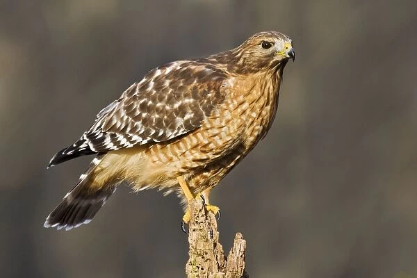 Red-shouldered Hawk - adult, CT, Nov, USA