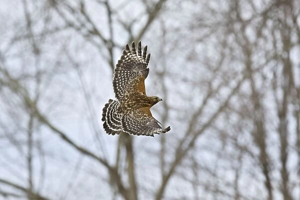 Red-shouldered Hawk - adult in flight. CT in March