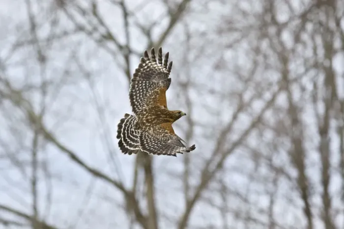 Framed Print : Red-shouldered Hawk - adult in flight. CT in March Framed Print : Red-shouldered Hawk - adult in flight. CT in March