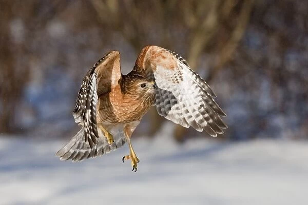 Red-shouldered Hawk - adult in flight - CT - USA - January