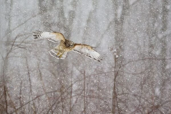 Red-shouldered Hawk - adult in flight during snow storm