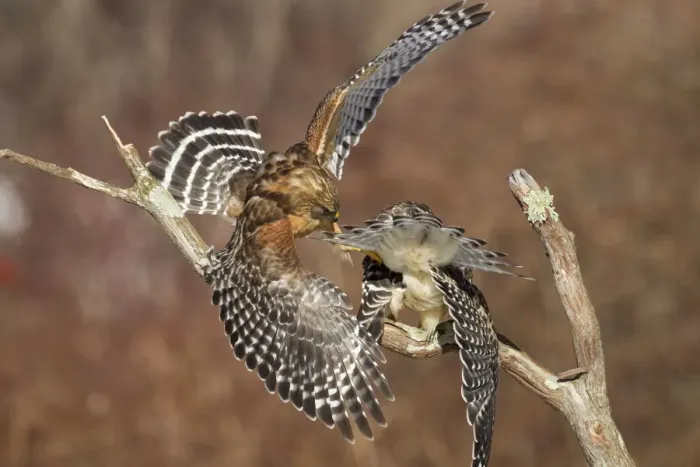 Framed Print : Red-shouldered Hawk - adult male and female - February - Connectucut - USA Framed Print : Red-shouldered Hawk - adult male and female - February - Connectucut - USA