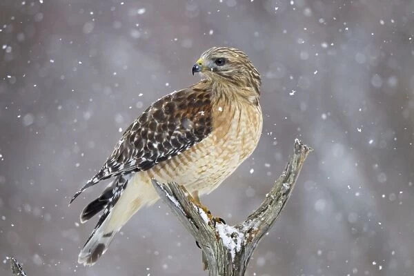 Red-shouldered Hawk - adult pale male in snow - January -CT - USA