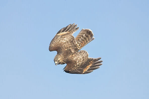 Red-shouldered Hawk - Buteo lineatUS - A common