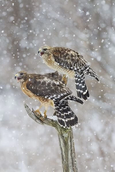 Red-shouldered Hawk - female on left and male on right in snow - January -CT - USA