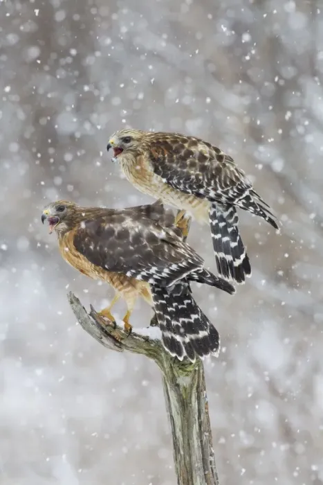 Framed Print : Red-shouldered Hawk - female on left and male on right in snow - January -CT - USA Framed Print : Red-shouldered Hawk - female on left and male on right in snow - January -CT - USA