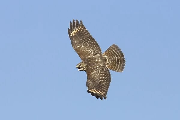 Red-shouldered Hawk - immature bird calling in flight during fall migration