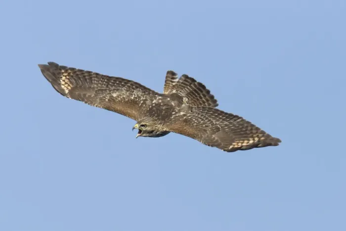 Framed Print : Red-shouldered Hawk - immature bird calling in flight during fall migration - October in Connecticut - USA Framed Print : Red-shouldered Hawk - immature bird calling in flight during fall migration - October in Connecticut - USA