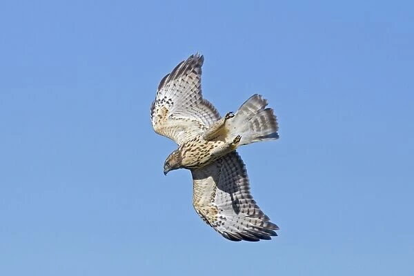 Red-shouldered Hawk - immature bird in flight during fall migration